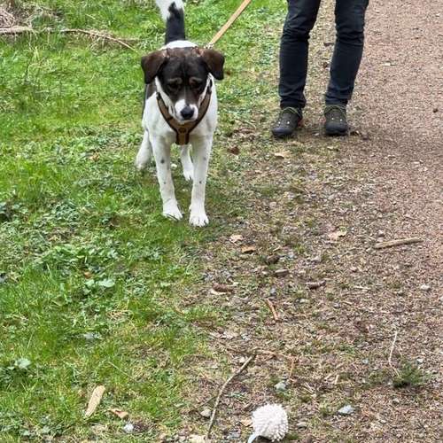 Hundeauslaufgebiet-Verhaltenswerkstatt Hund Hundetraining & Verhaltenstherapie / Fachberatung Aggression-Bild