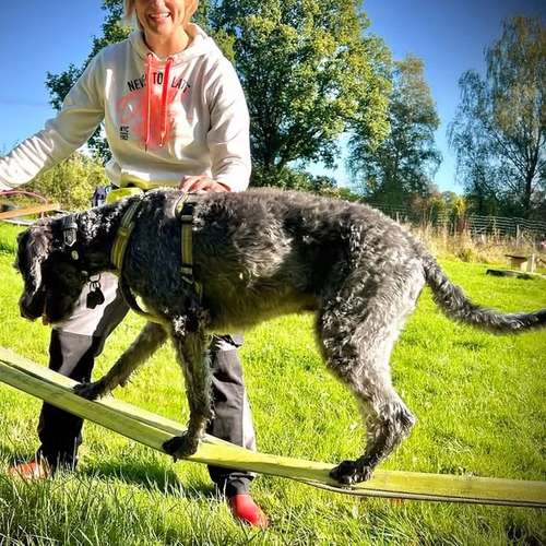 Hundeauslaufgebiet-Verhaltenswerkstatt Hund Hundetraining & Verhaltenstherapie / Fachberatung Aggression-Bild