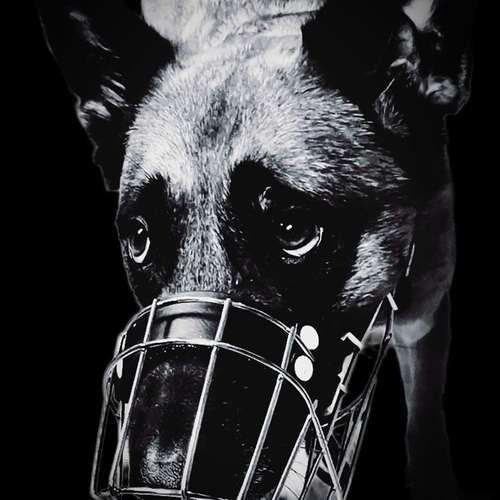 Hundeauslaufgebiet-Verhaltenswerkstatt Hund Hundetraining & Verhaltenstherapie / Fachberatung Aggression-Bild