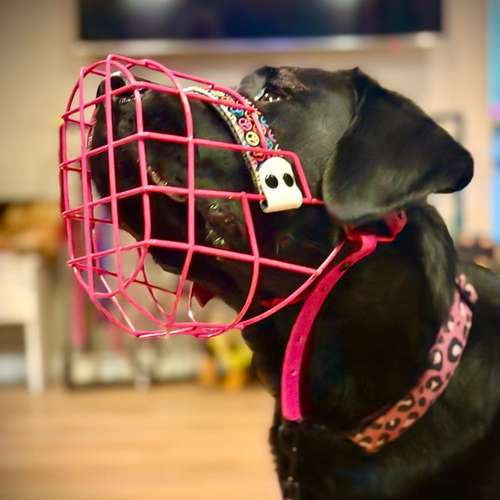 Hundeauslaufgebiet-Verhaltenswerkstatt Hund Hundetraining & Verhaltenstherapie / Fachberatung Aggression-Bild