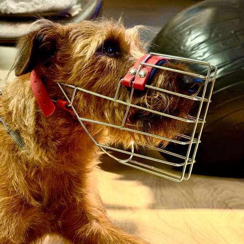 Hundeauslaufgebiet-Verhaltenswerkstatt Hund Hundetraining & Verhaltenstherapie / Fachberatung Aggression-Bild