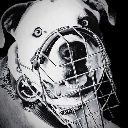 Hundeauslaufgebiet-Verhaltenswerkstatt Hund Hundetraining & Verhaltenstherapie / Fachberatung Aggression-Bild