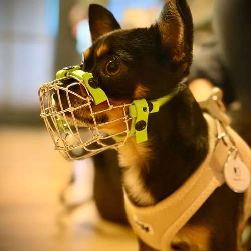 Hundeauslaufgebiet-Verhaltenswerkstatt Hund Hundetraining & Verhaltenstherapie / Fachberatung Aggression-Bild