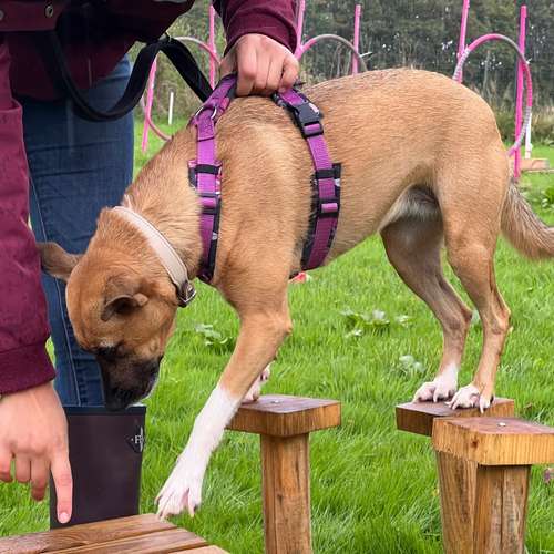Hundeauslaufgebiet-Verhaltenswerkstatt Hund Hundetraining & Verhaltenstherapie / Fachberatung Aggression-Bild