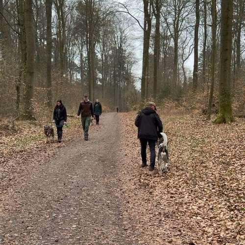 Hundeauslaufgebiet-Verhaltenswerkstatt Hund Hundetraining & Verhaltenstherapie / Fachberatung Aggression-Bild