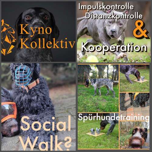 Hundeauslaufgebiet-Hundeschule KynoKollektiv-Bild