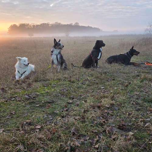 Hundeauslaufgebiet-Gundis Hundis - Mobiles Hundetraining -Bild