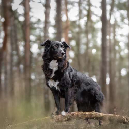Hundeauslaufgebiet-justinafotografie-Bild