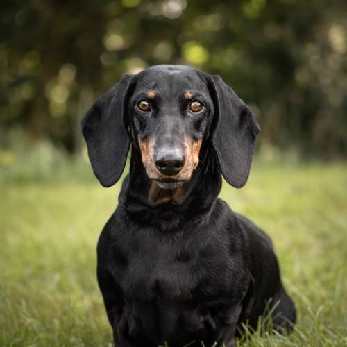 Hundeauslaufgebiet-justinafotografie-Bild