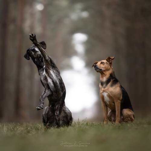 Hundeauslaufgebiet-justinafotografie-Bild