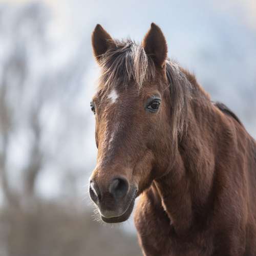 Hundeauslaufgebiet-justinafotografie-Bild