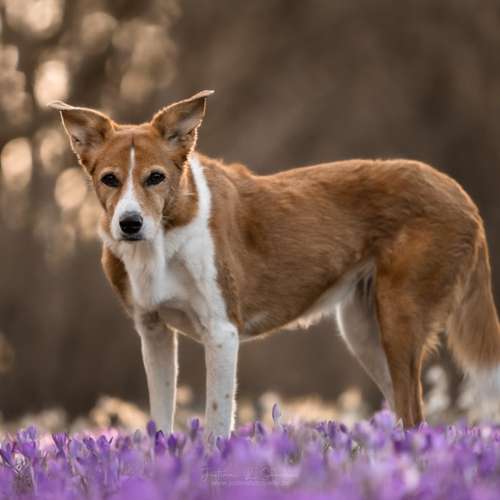 Hundeauslaufgebiet-justinafotografie-Bild