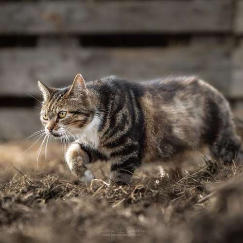 Hundeauslaufgebiet-justinafotografie-Bild