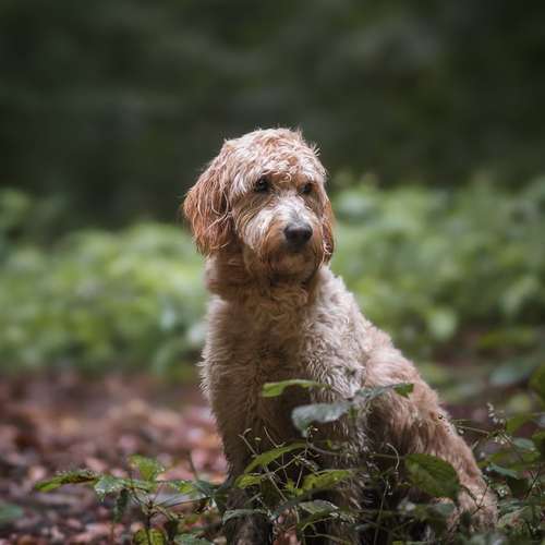 Hundeauslaufgebiet-justinafotografie-Bild