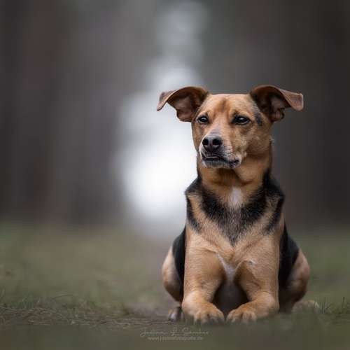 Hundeauslaufgebiet-justinafotografie-Bild