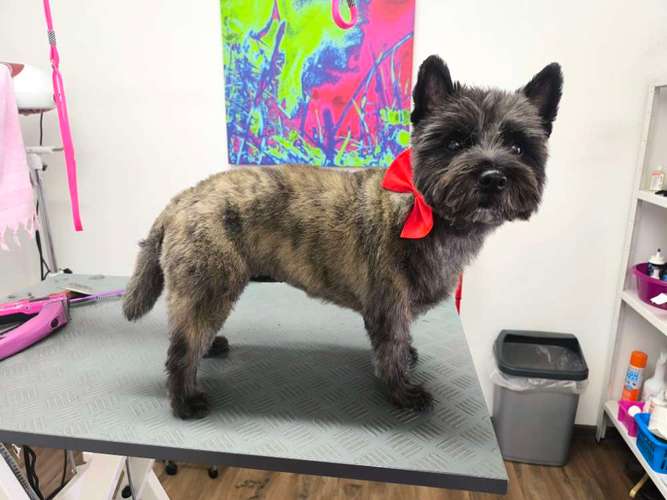 Hundeauslaufgebiet-Princess Bechee Hundesalon-Bild