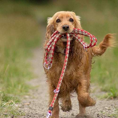 Hundeauslaufgebiet-Evelyn Fischer - life-art-Bild