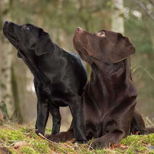 Hundeauslaufgebiet-Evelyn Fischer - life-art-Bild