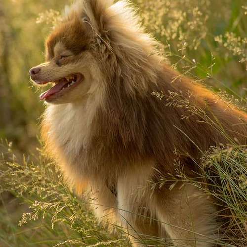 Hundeauslaufgebiet-Evelyn Fischer - life-art-Bild