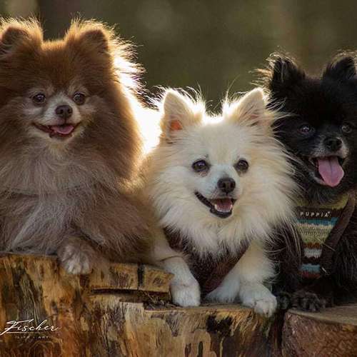 Hundeauslaufgebiet-Evelyn Fischer - life-art-Bild