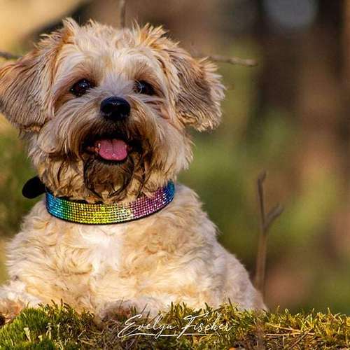 Hundeauslaufgebiet-Evelyn Fischer - life-art-Bild