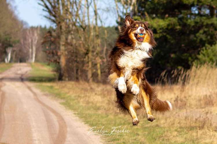 Hundeauslaufgebiet-Evelyn Fischer - life-art-Bild