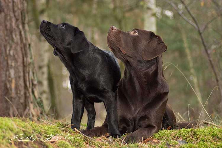 Hundeauslaufgebiet-Evelyn Fischer - life-art-Bild