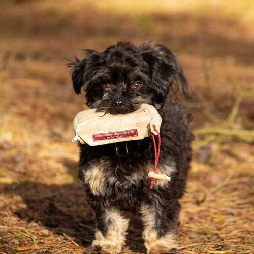 Hundeauslaufgebiet-Evelyn Fischer - life-art-Bild