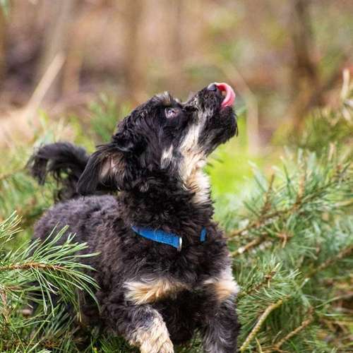 Hundeauslaufgebiet-Evelyn Fischer - life-art-Bild