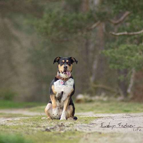 Hundeauslaufgebiet-Evelyn Fischer - life-art-Bild