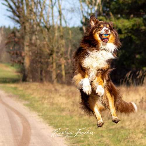 Hundeauslaufgebiet-Evelyn Fischer - life-art-Bild
