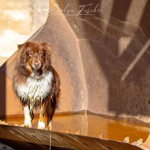 Hundeauslaufgebiet-Evelyn Fischer - life-art-Bild