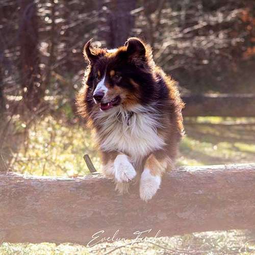 Hundeauslaufgebiet-Evelyn Fischer - life-art-Bild