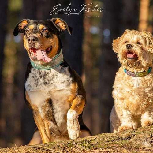 Hundeauslaufgebiet-Evelyn Fischer - life-art-Bild