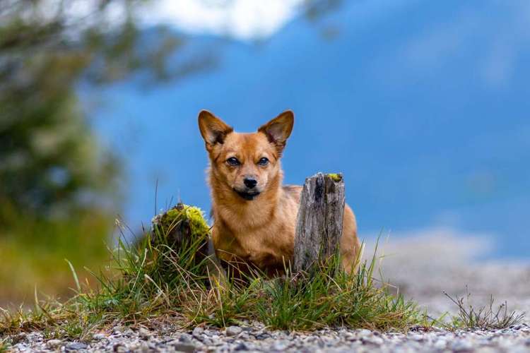 Hundeauslaufgebiet-Ramona Skiljo Tierfotografin-Bild