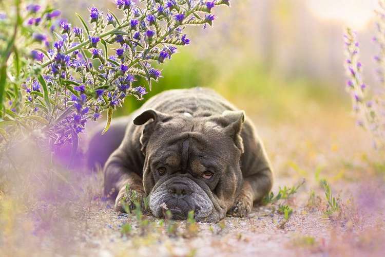 Hundeauslaufgebiet-Ramona Skiljo Tierfotografin-Bild