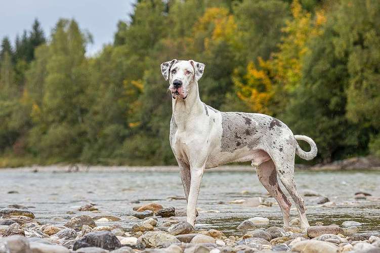 Hundeauslaufgebiet-Ramona Skiljo Tierfotografin-Bild