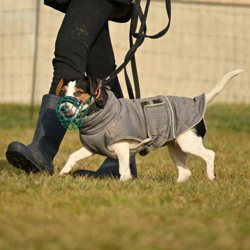 Hundeauslaufgebiet-ChaosHunde - Hundetraining-Bild