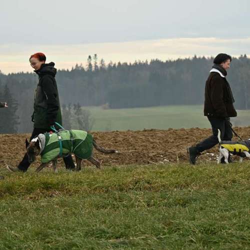 Hundeauslaufgebiet-ChaosHunde - Hundetraining-Bild