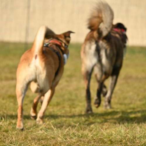 Hundeauslaufgebiet-ChaosHunde - Hundetraining-Bild