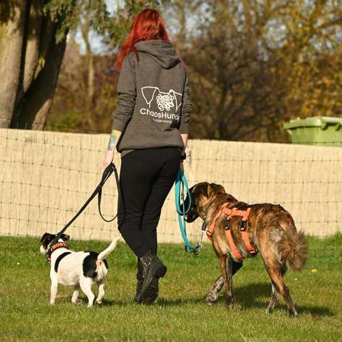 Hundeauslaufgebiet-ChaosHunde - Hundetraining-Bild