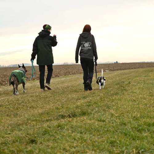 Hundeauslaufgebiet-ChaosHunde - Hundetraining-Bild
