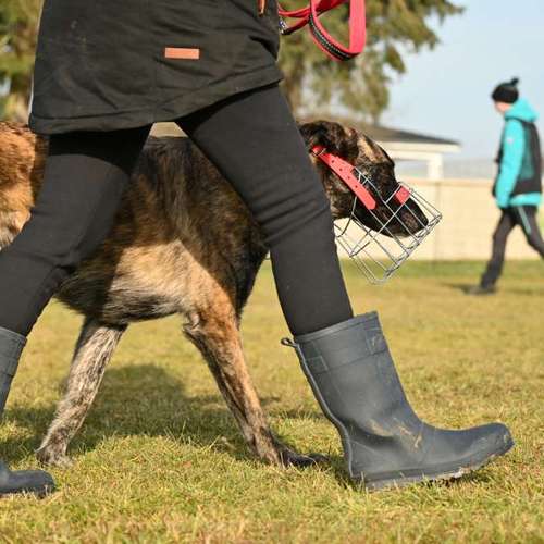 Hundeauslaufgebiet-ChaosHunde - Hundetraining-Bild
