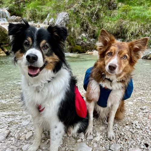Hundeauslaufgebiet-Dogs Adventure Chiemgau -Bild