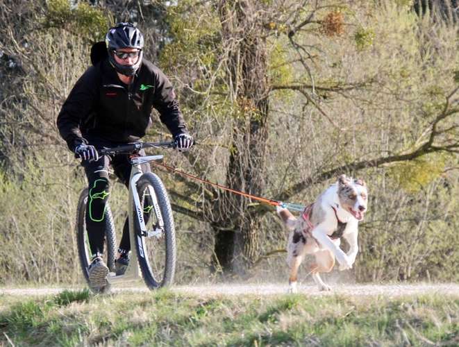 Hundeauslaufgebiet-Dogs Adventure Chiemgau -Bild