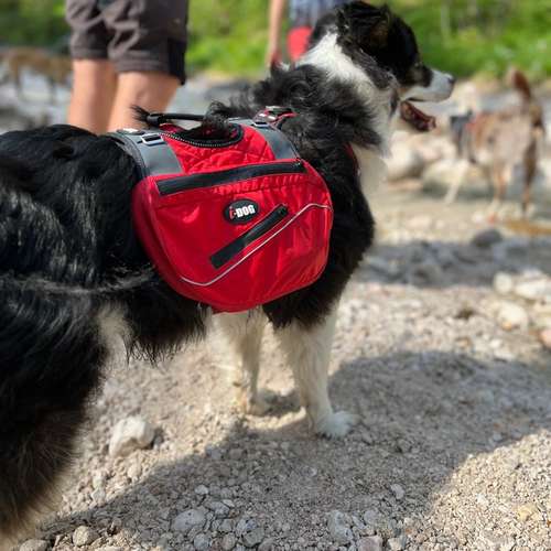 Hundeauslaufgebiet-Dogs Adventure Chiemgau -Bild