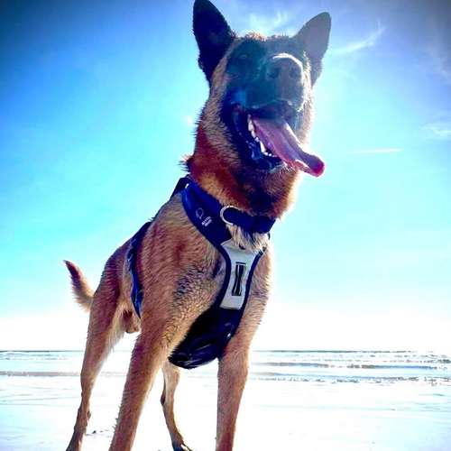 Hundeauslaufgebiet-Dogs Adventure Chiemgau -Bild