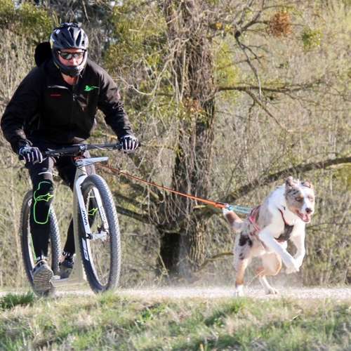 Hundeauslaufgebiet-Dogs Adventure Chiemgau -Bild