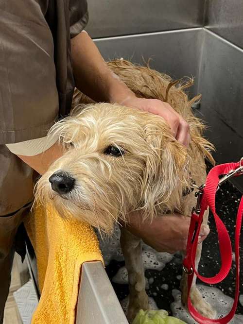 Hundeauslaufgebiet-Linda's Fellstübchen-Bild