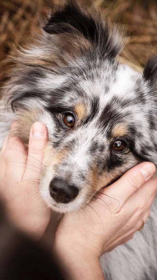 Hundeauslaufgebiet-PilaBoss Fotografie-Bild